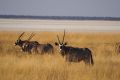 2012-07-04 Namibia 680-2 - Etoscha Nationalpark - Oryx